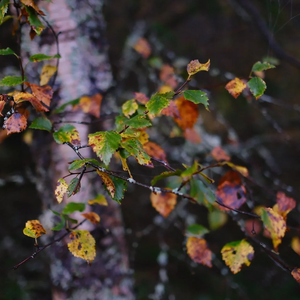 DSCF1251.JPG