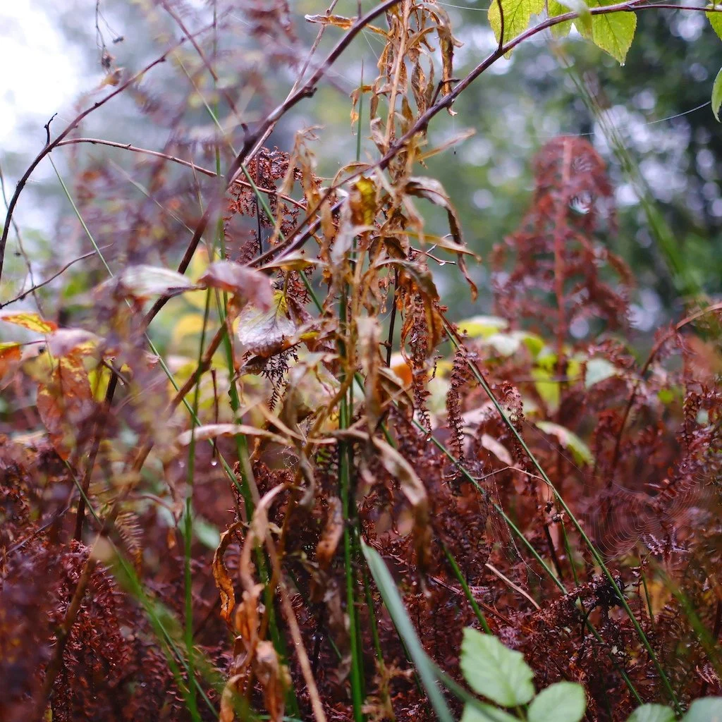 DSCF1248.JPG