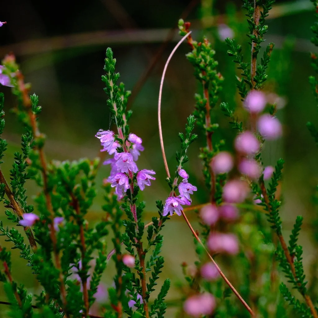 DSCF1243 1.JPG