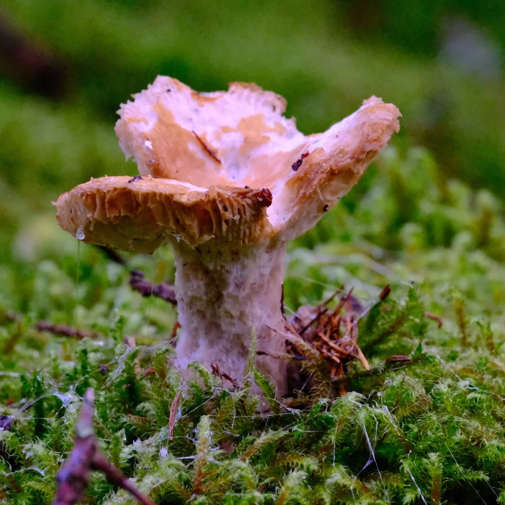 DSCF1116.JPG