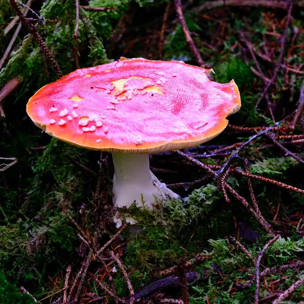 DSCF1159.JPG