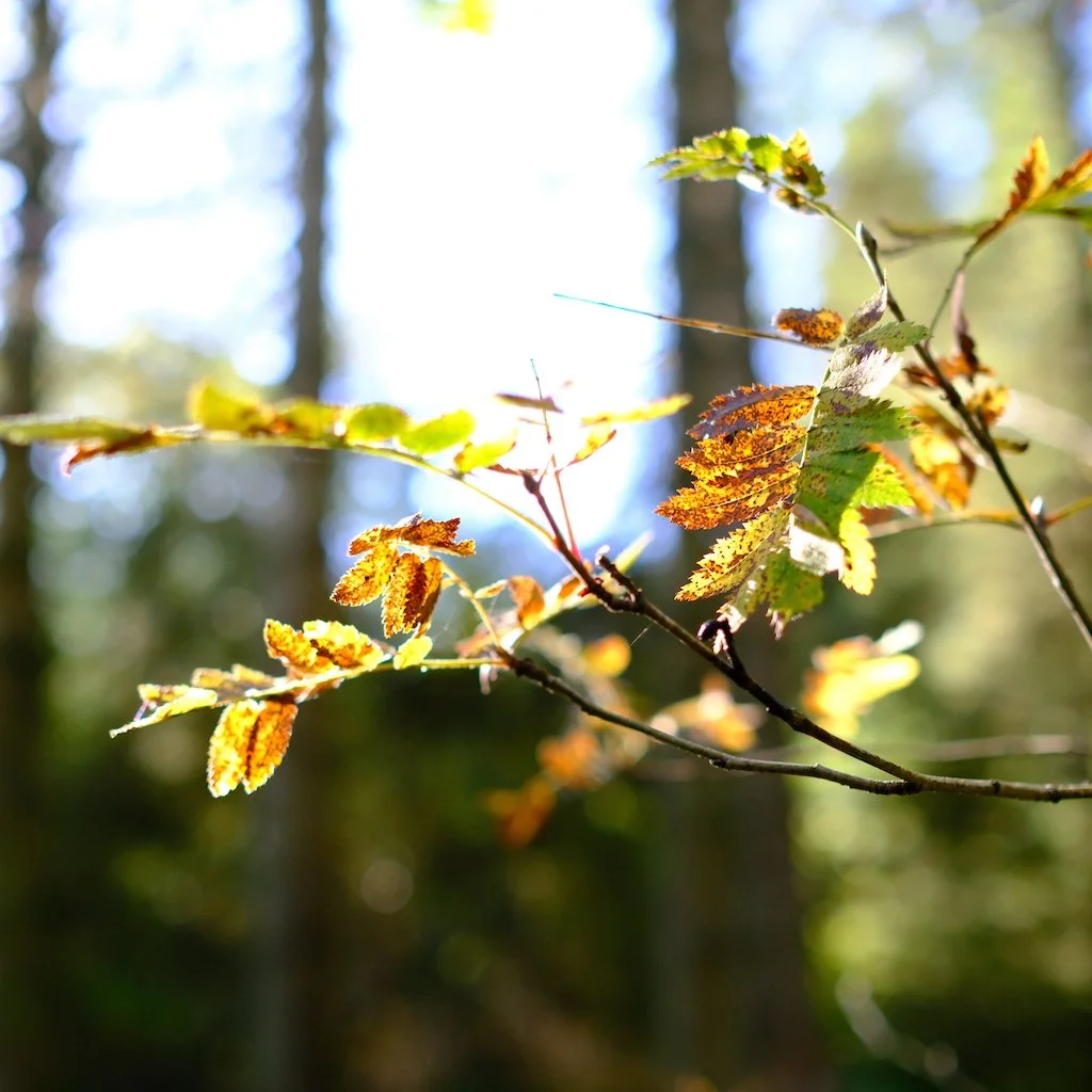 DSCF1226.JPG