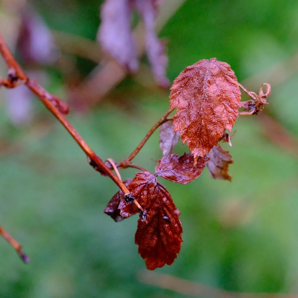 DSCF1127.JPG