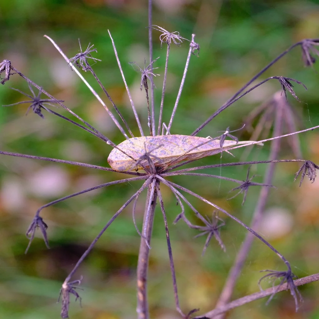 DSCF1171.JPG
