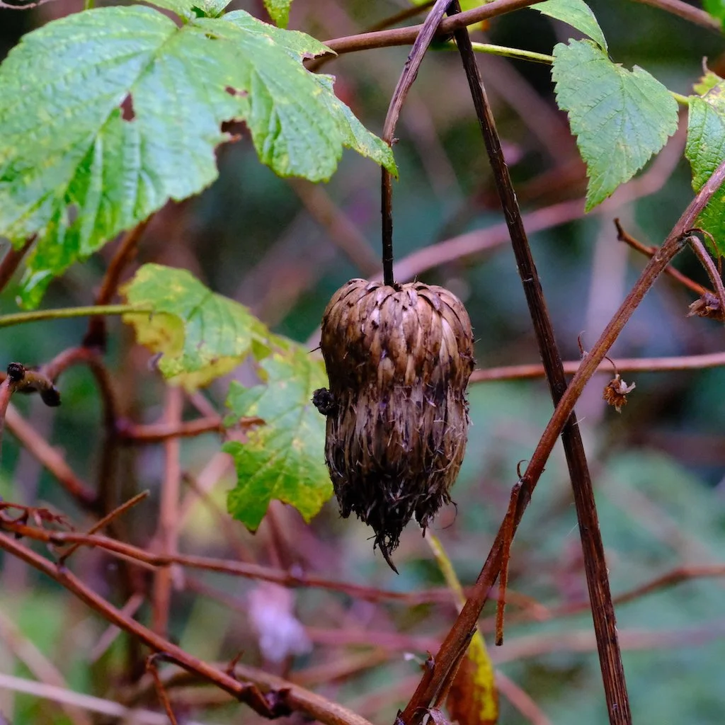DSCF1125.JPG