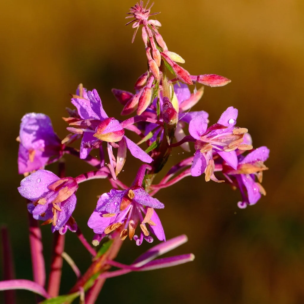 DSCF1191 1.JPG