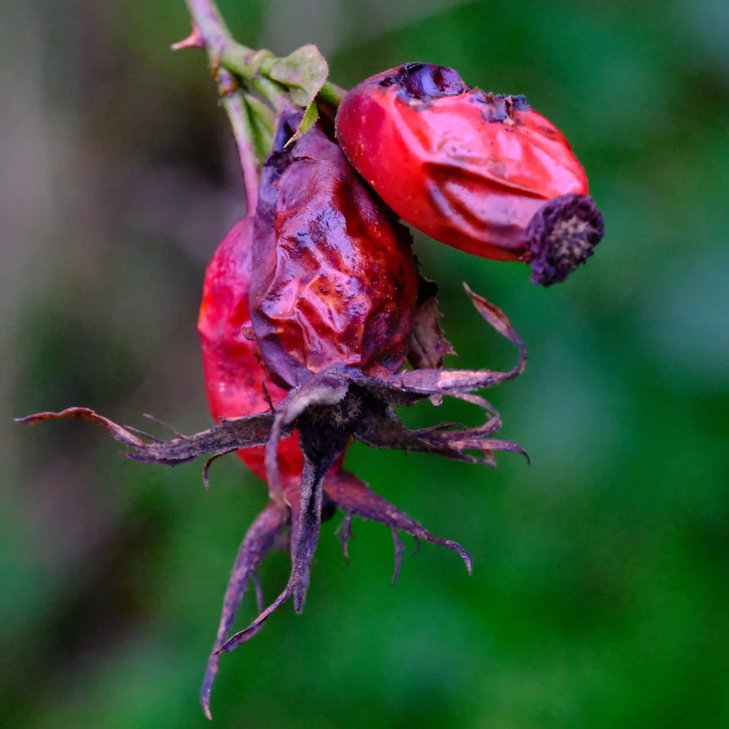 DSCF1272.JPG