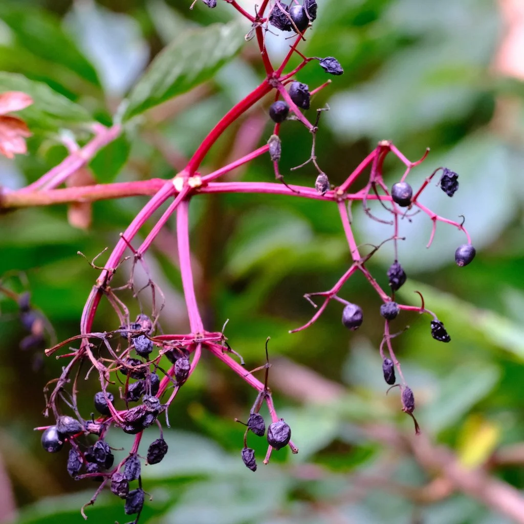 DSCF1317.JPG