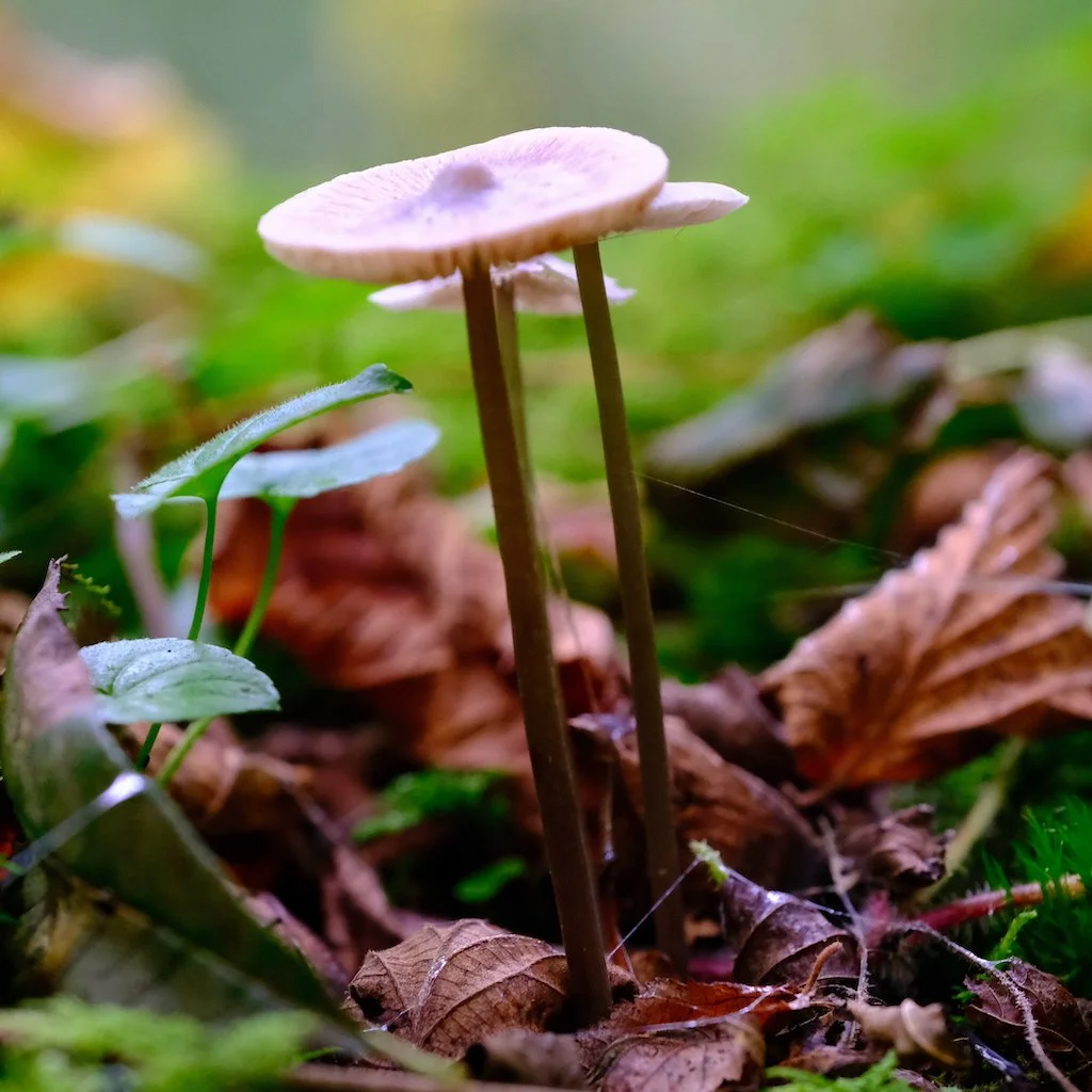 DSCF1311.JPG