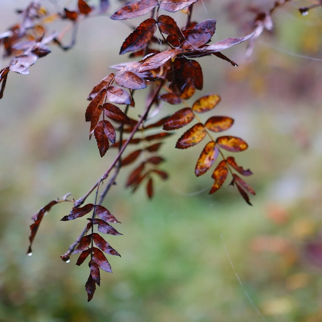 DSCF1241.JPG