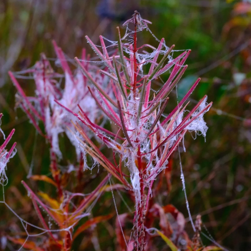 DSCF1205.JPG