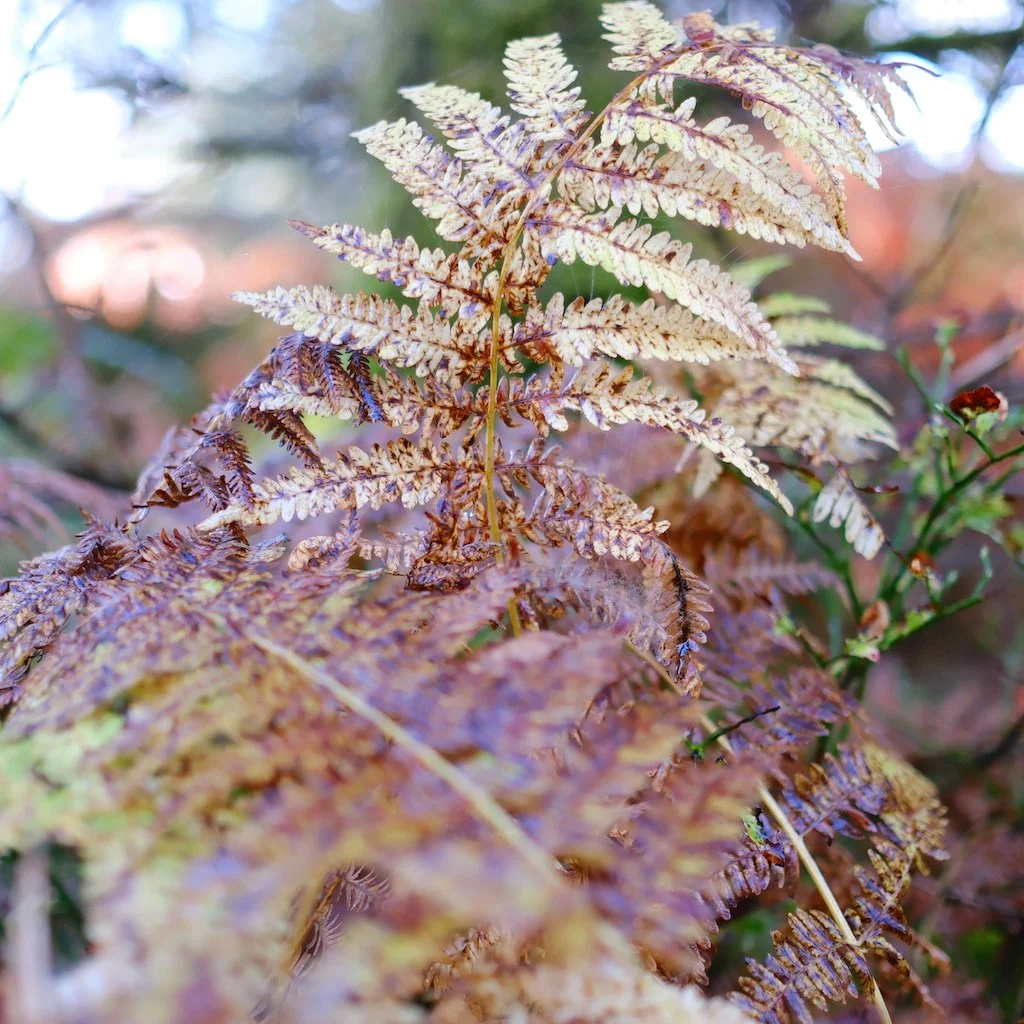 DSCF1272.JPG