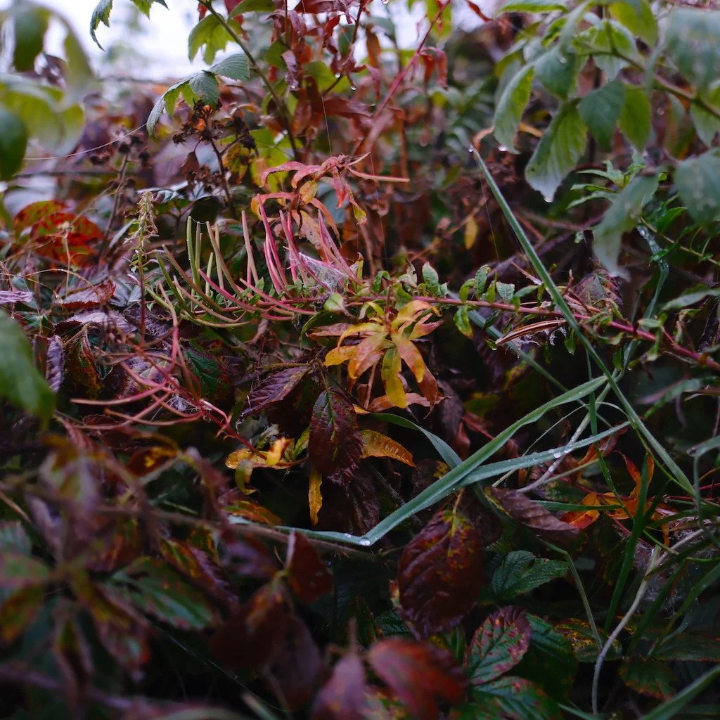 DSCF1245.JPG
