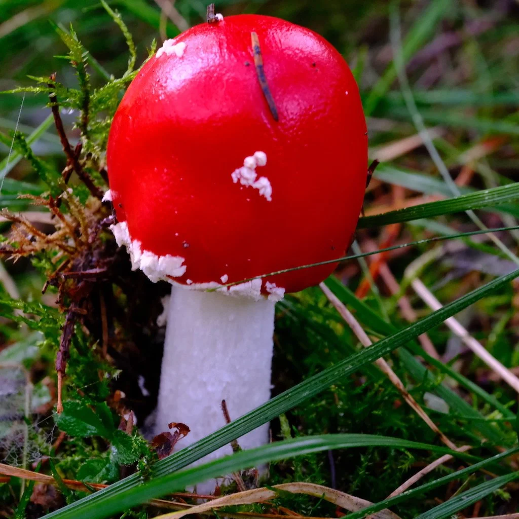 DSCF1207.JPG