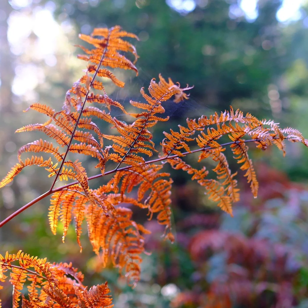 DSCF1225.JPG