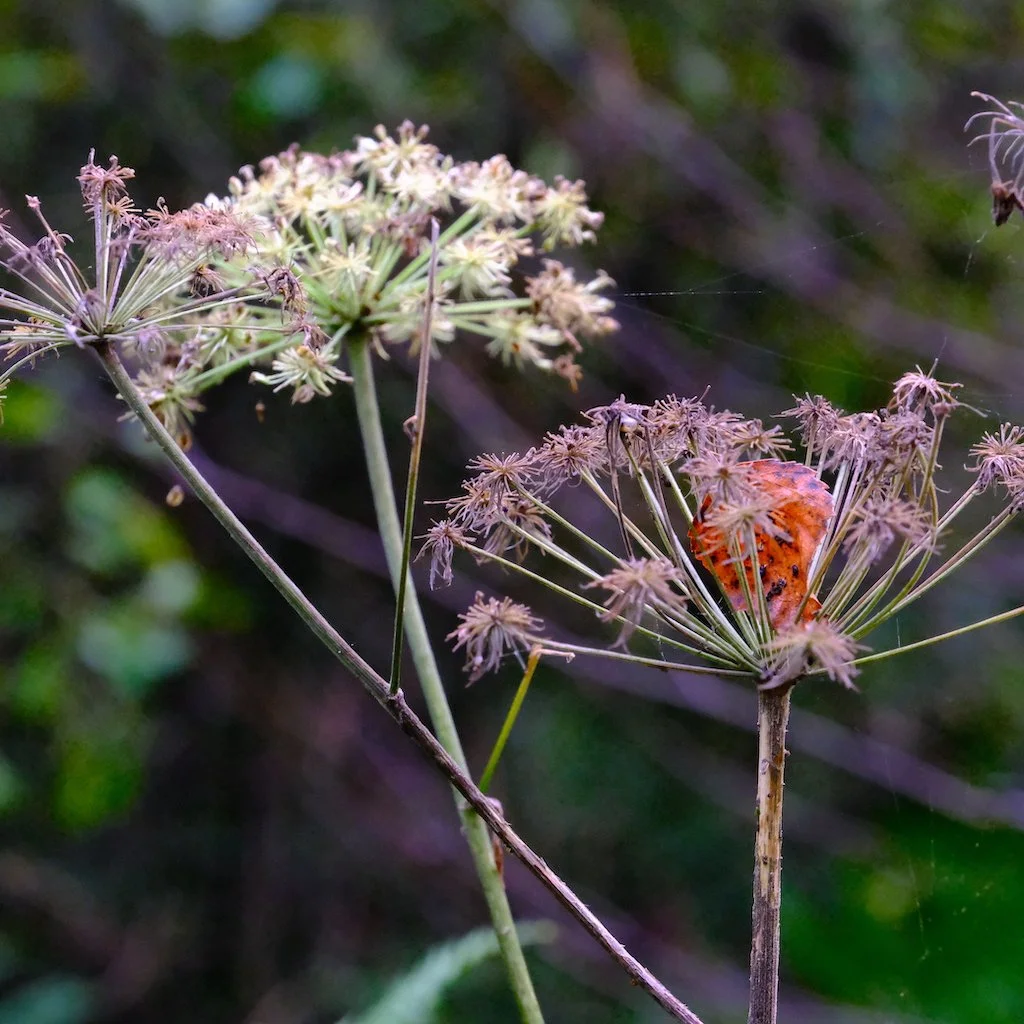 DSCF1131.JPG