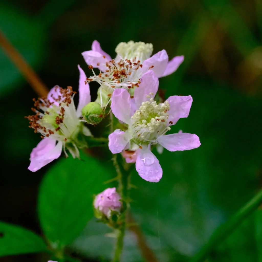 DSCF1162.JPG