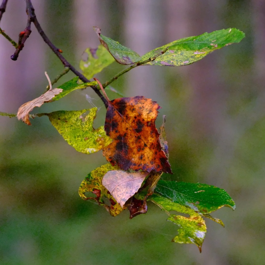 DSCF1115.JPG