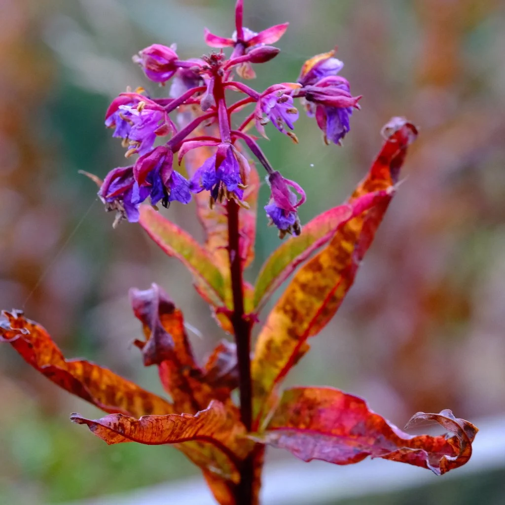 DSCF1276.JPG