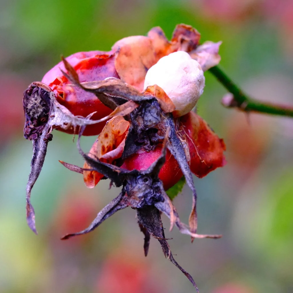 DSCF1271.JPG