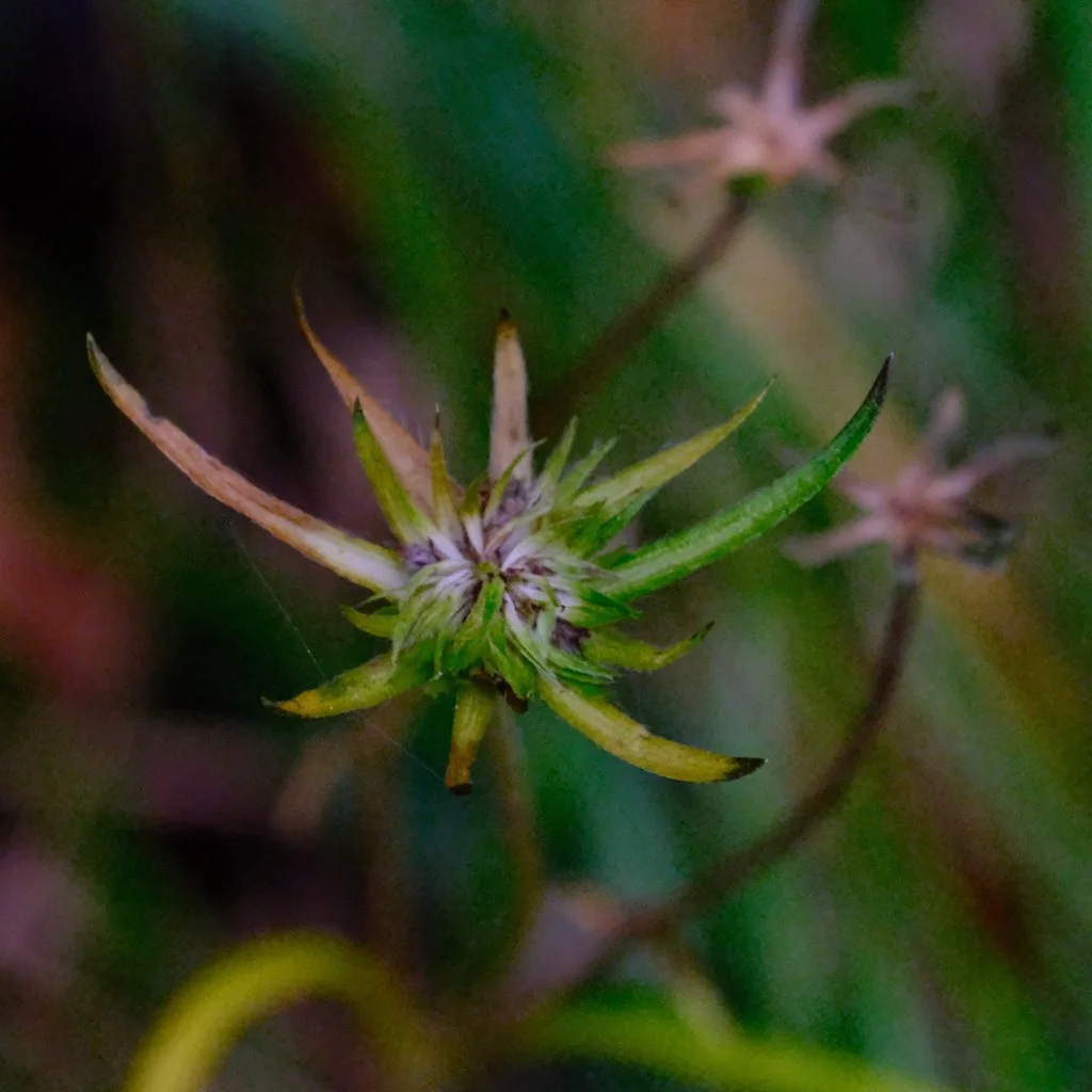 DSCF1297.JPG