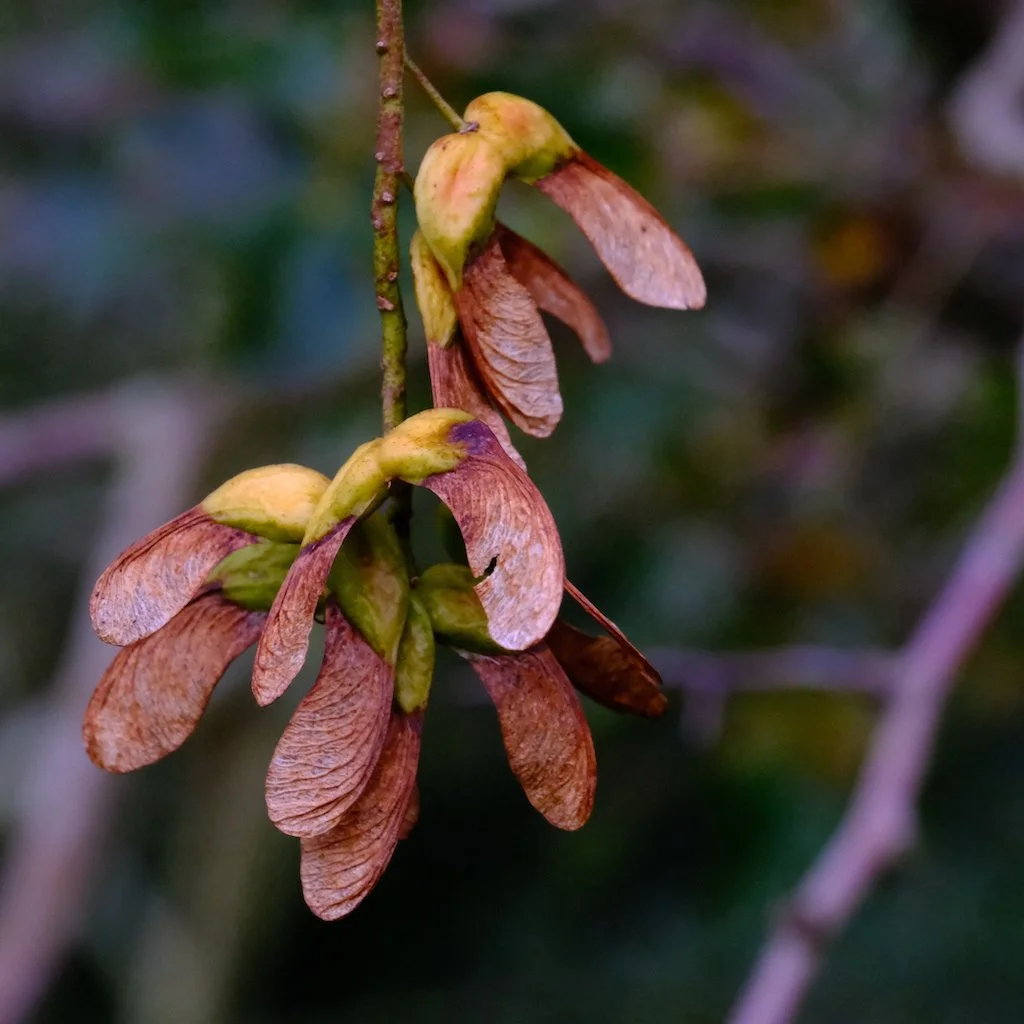DSCF1264.JPG