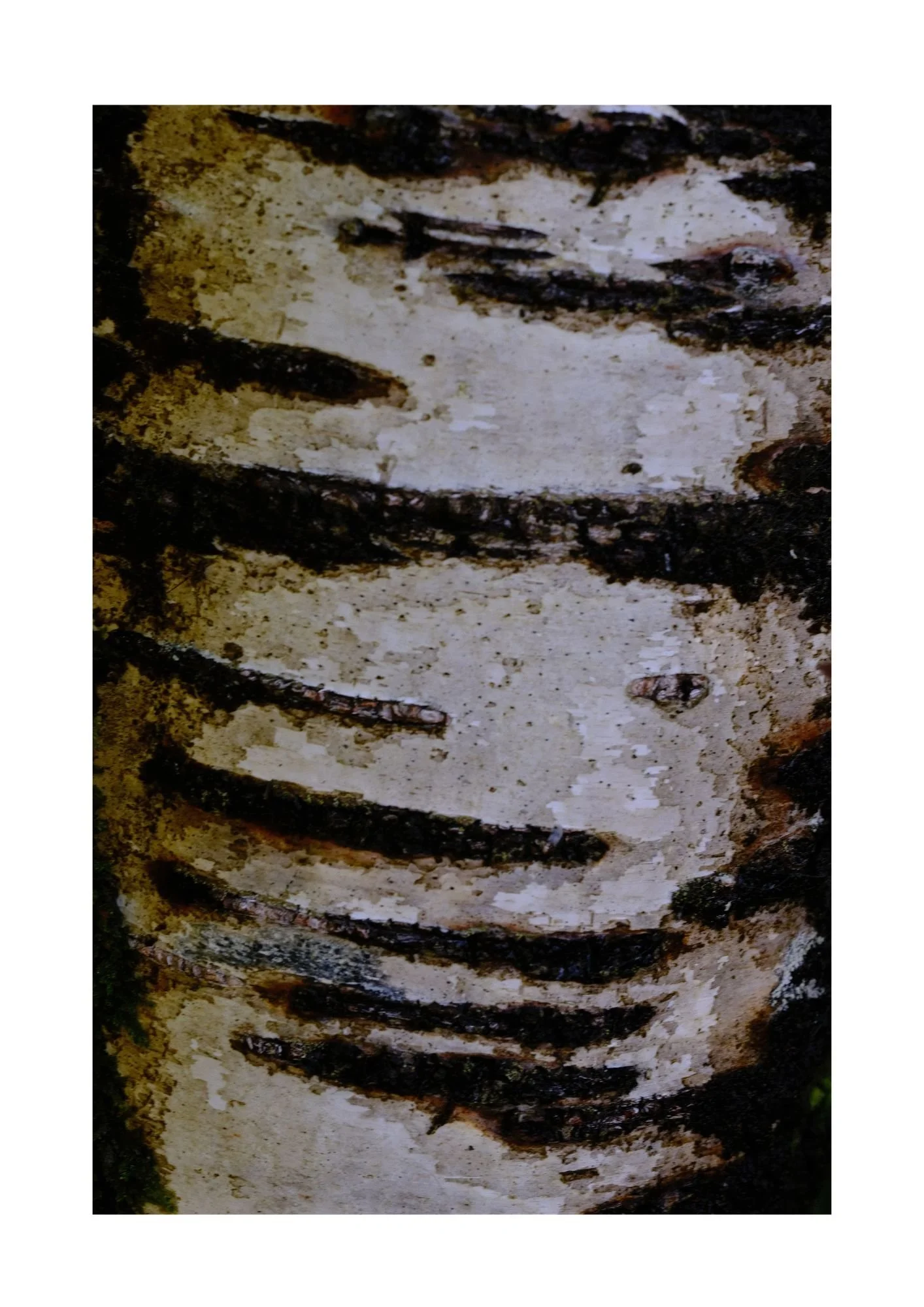 treeart6oct25#4.jpg