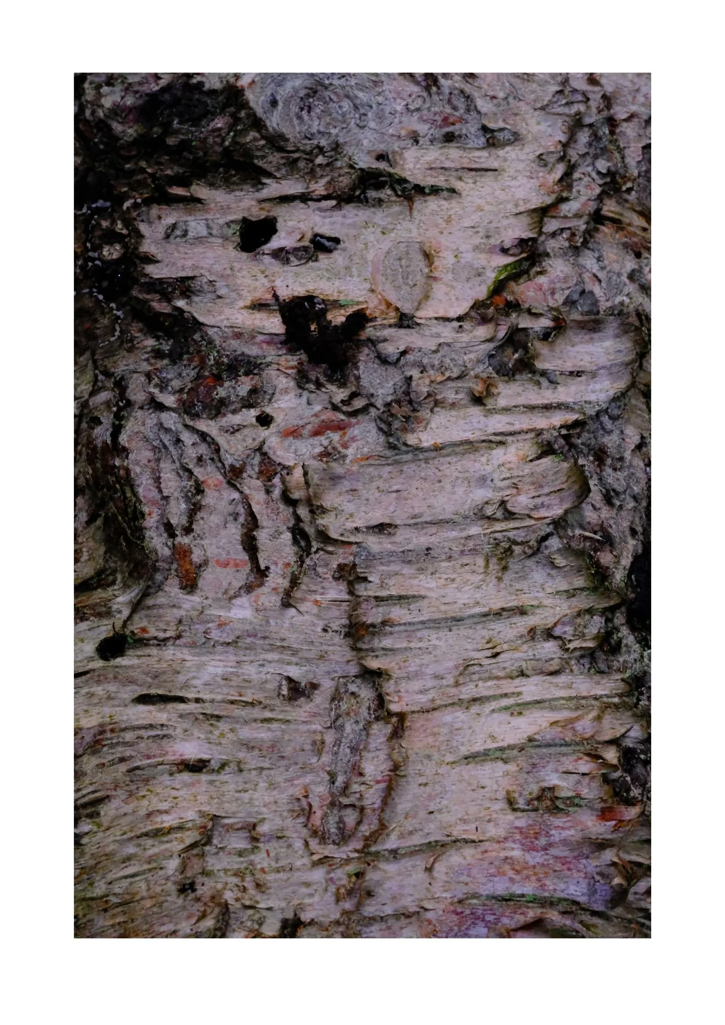 treeart6oct25#5.jpg