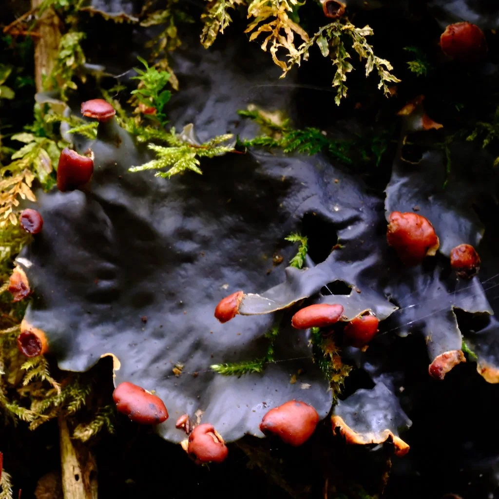 DSCF1442.JPG