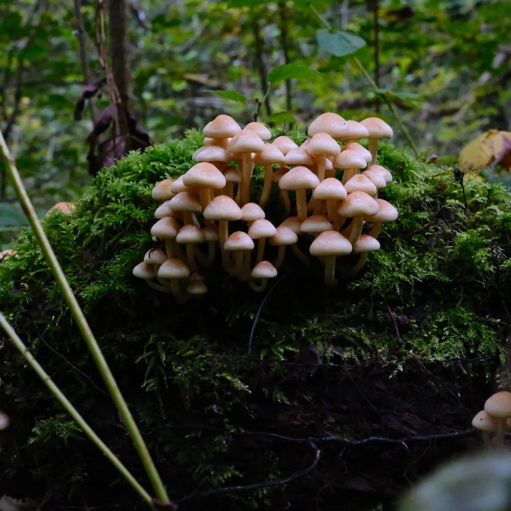 DSCF1278.JPG
