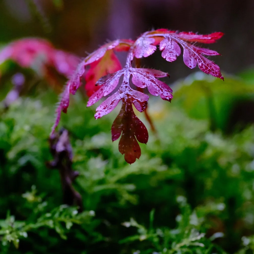 DSCF1316.JPG