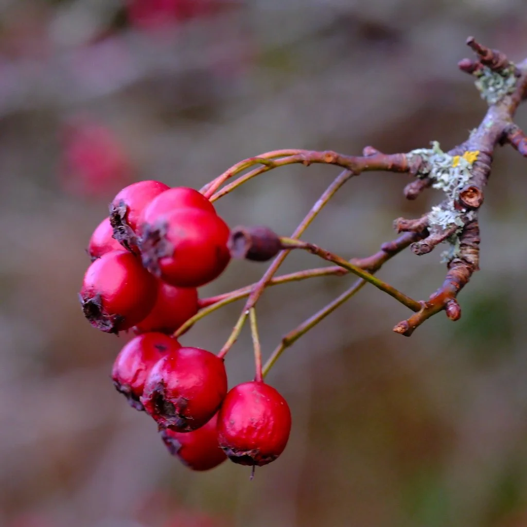 DSCF1383.JPG