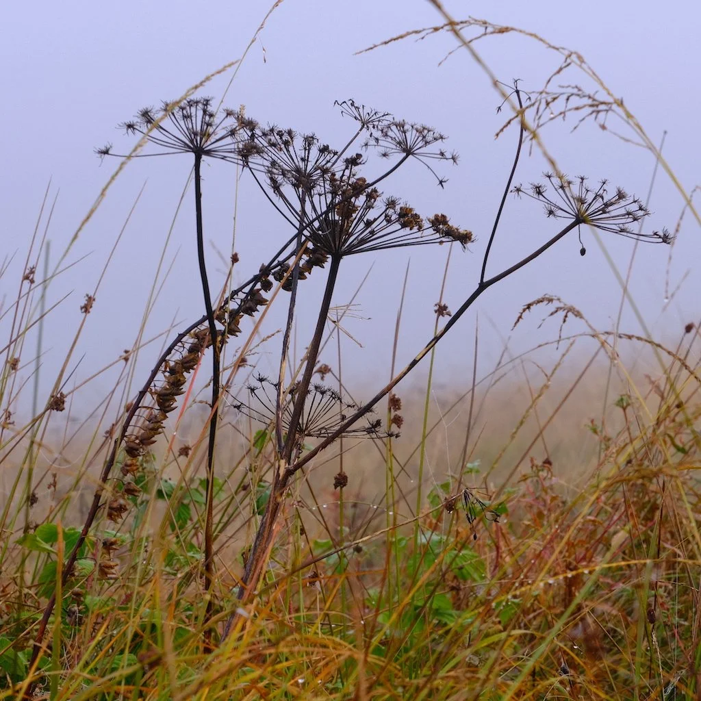 DSCF1226.JPG