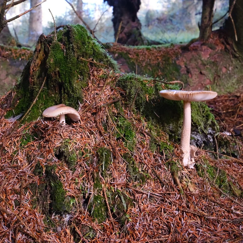 DSCF1270.JPG