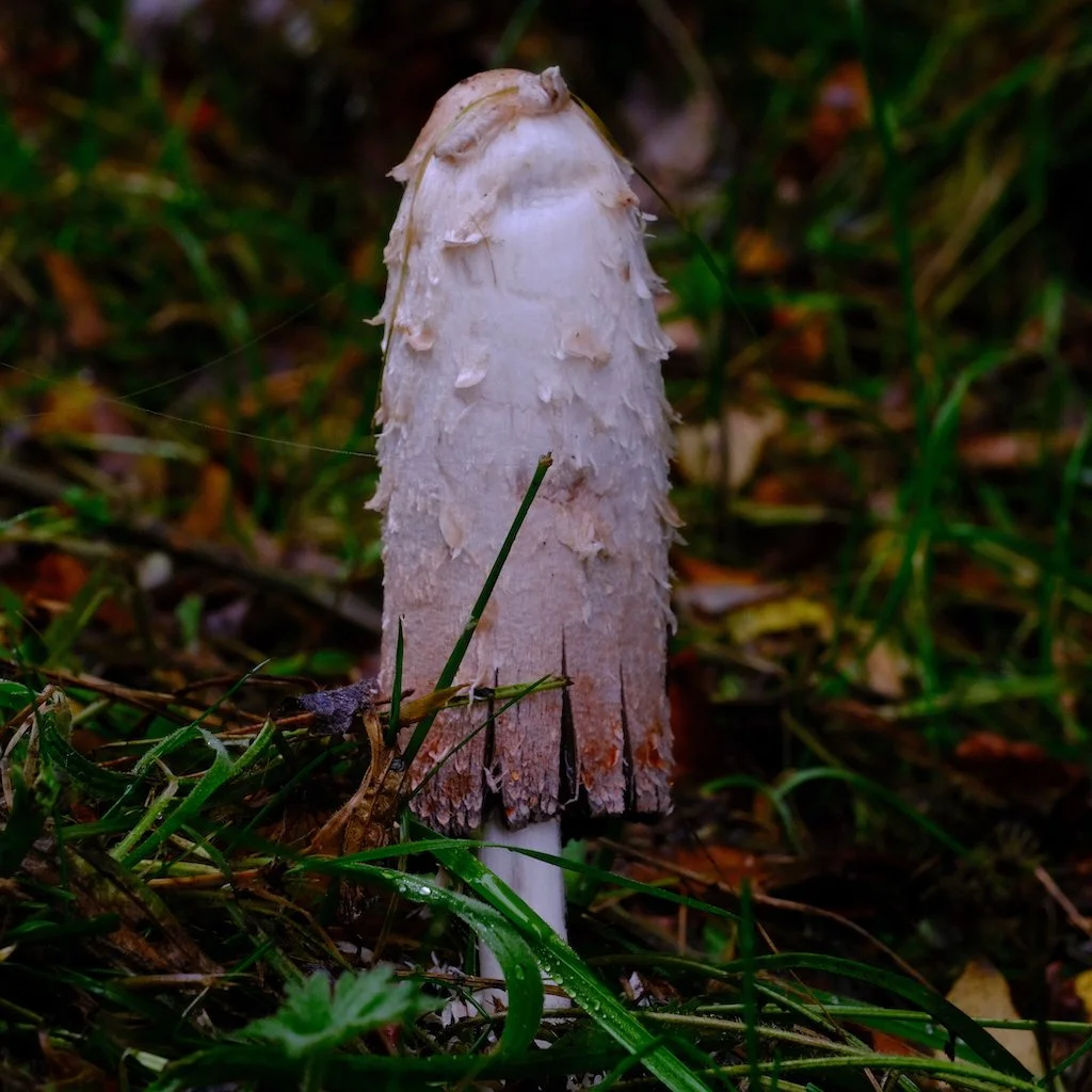 DSCF1216.JPG