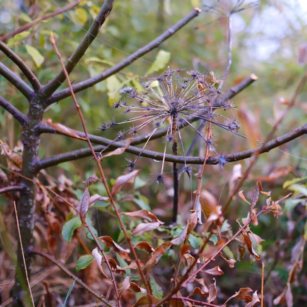 DSCF1242.JPG