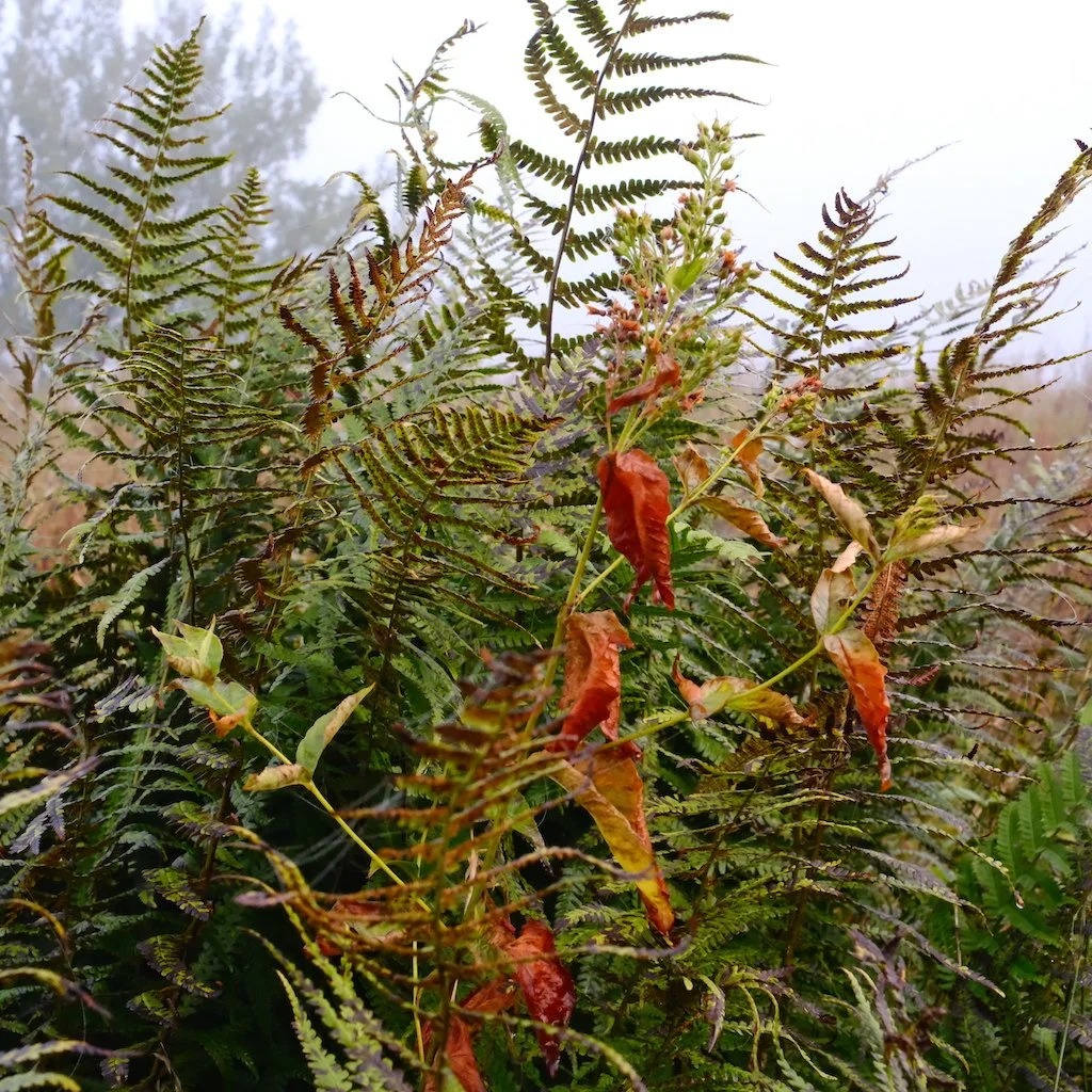 DSCF1264.JPG
