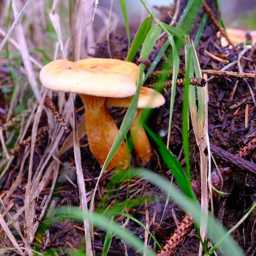 DSCF1232.JPG