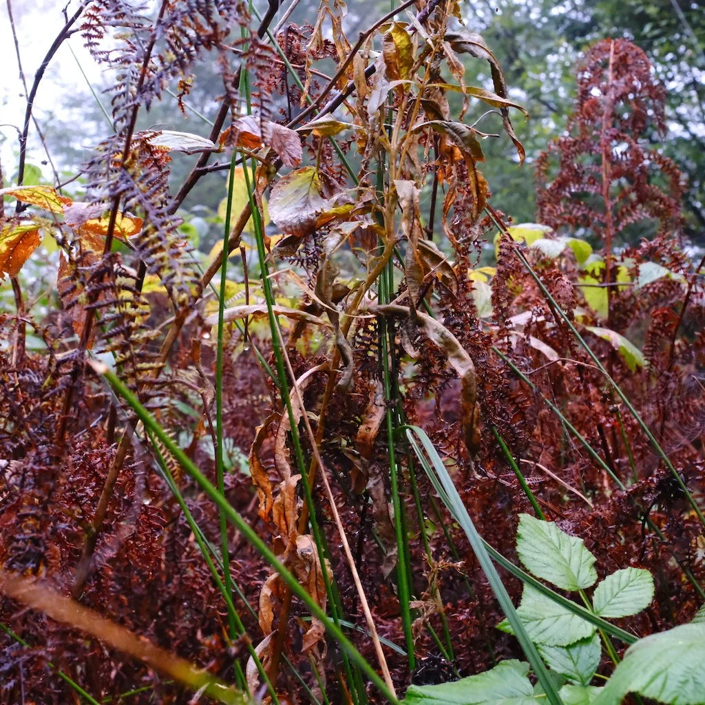 DSCF1249.JPG