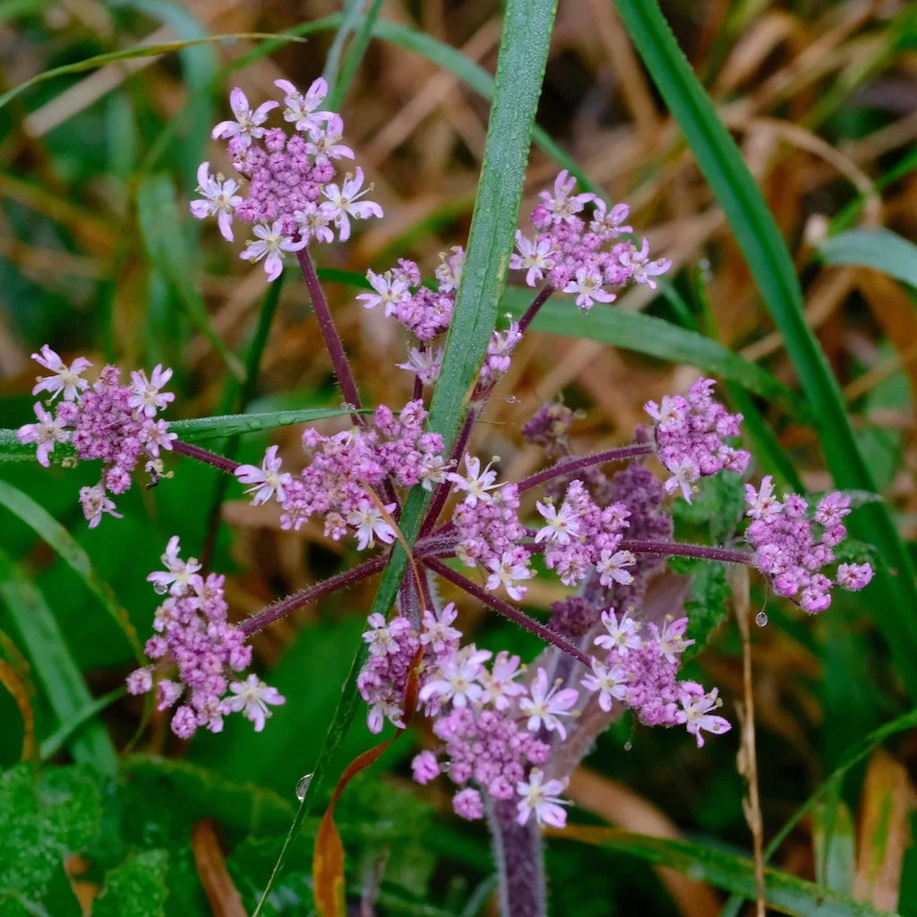 DSCF1265.JPG