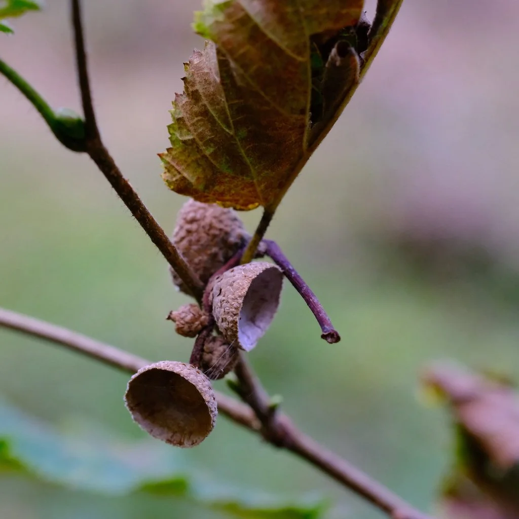 DSCF1407.JPG