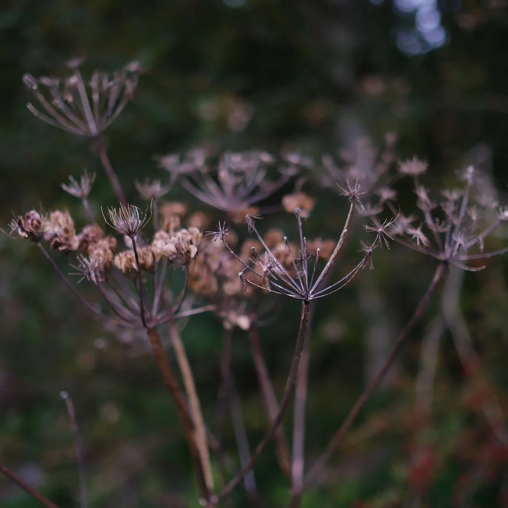 DSCF1293.JPG