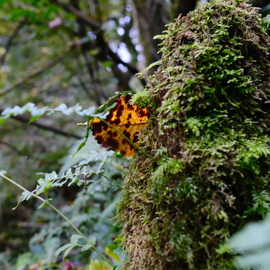DSCF1280.JPG