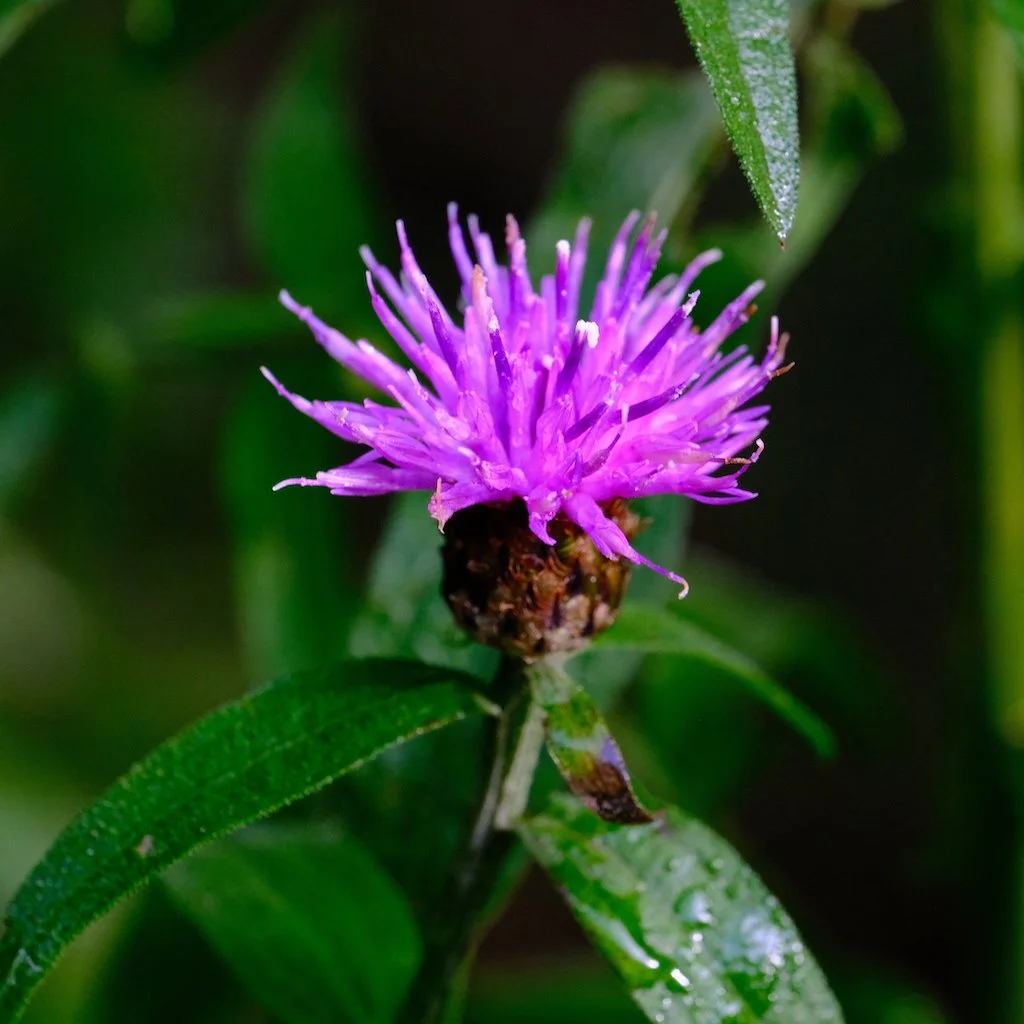 DSCF1175.JPG