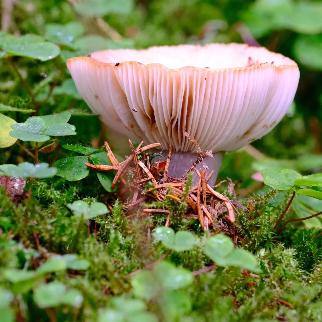 DSCF1146.JPG