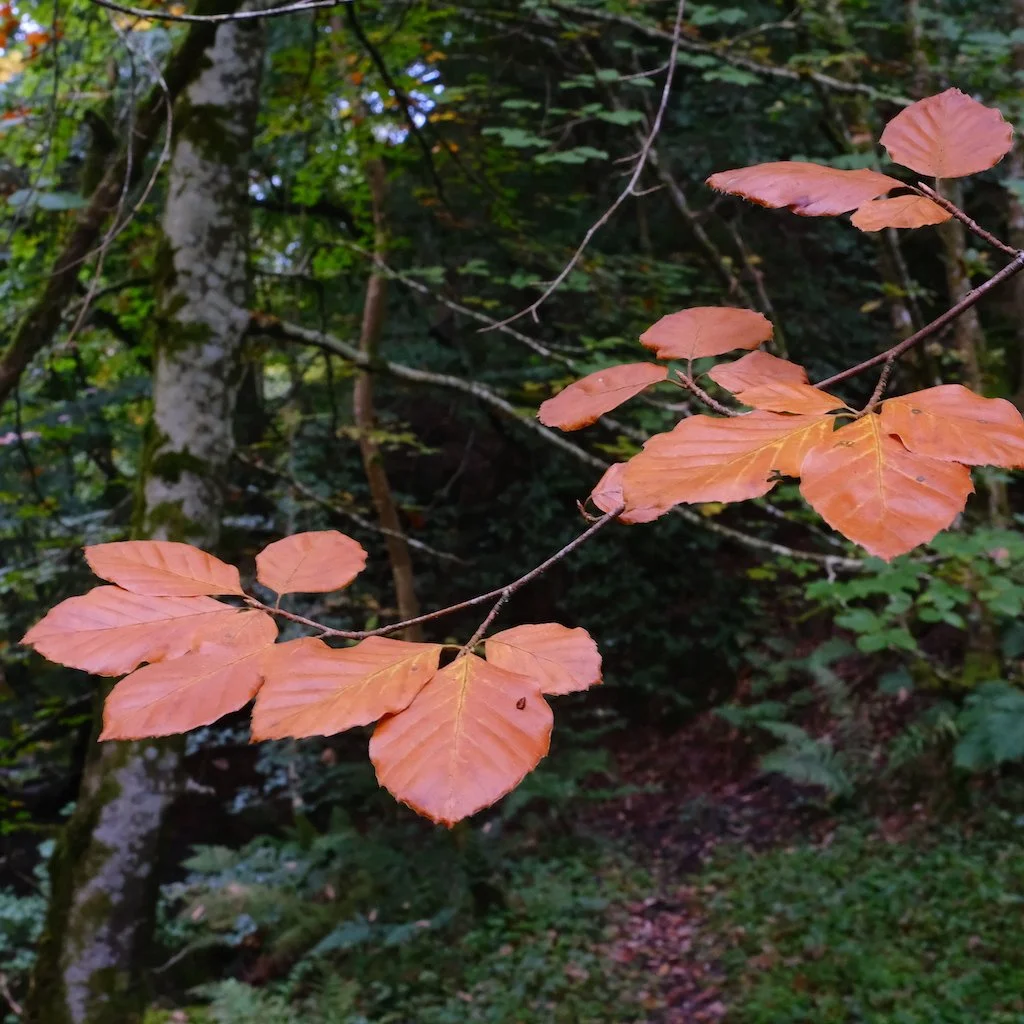DSCF1288.JPG