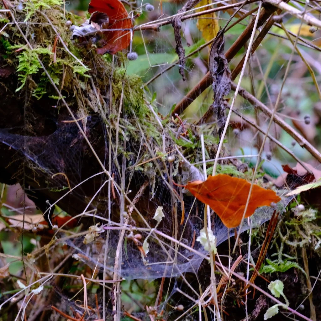 DSCF1431.JPG