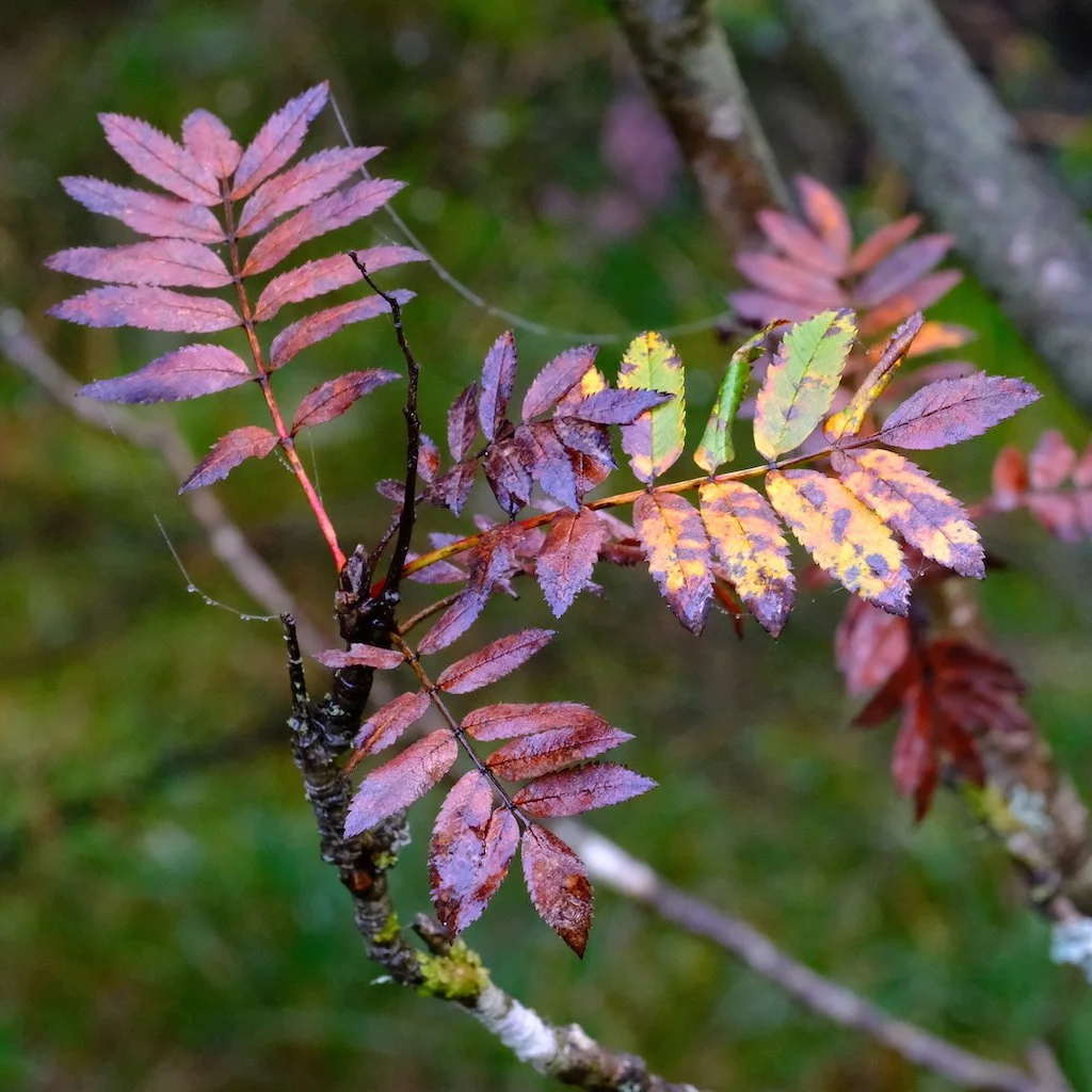 DSCF1246.JPG