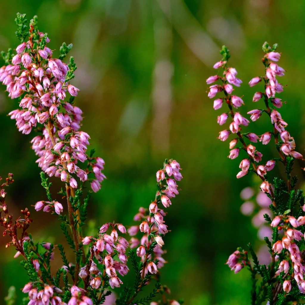DSCF1177.JPG