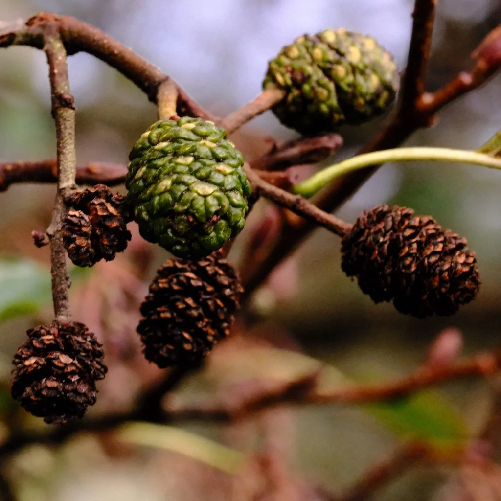 DSCF1534.JPG